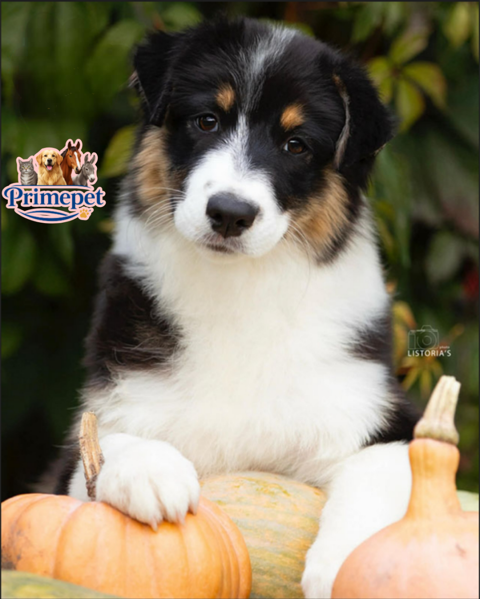 Australian Shepherd ( Female ) - Image 2