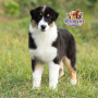 Australian Shepherd ( Female )