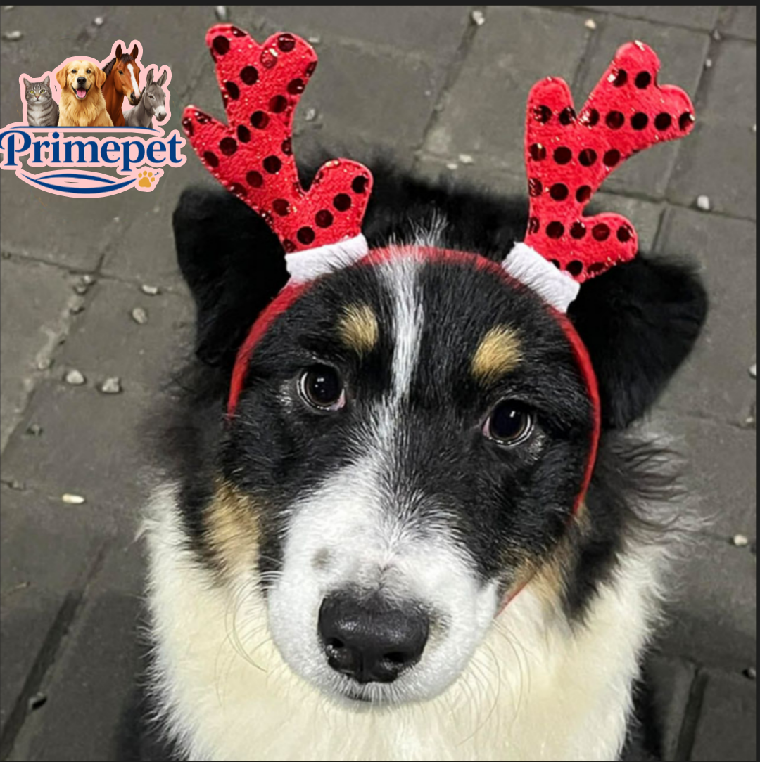 Australian Shepherd ( Female ) - Image 3