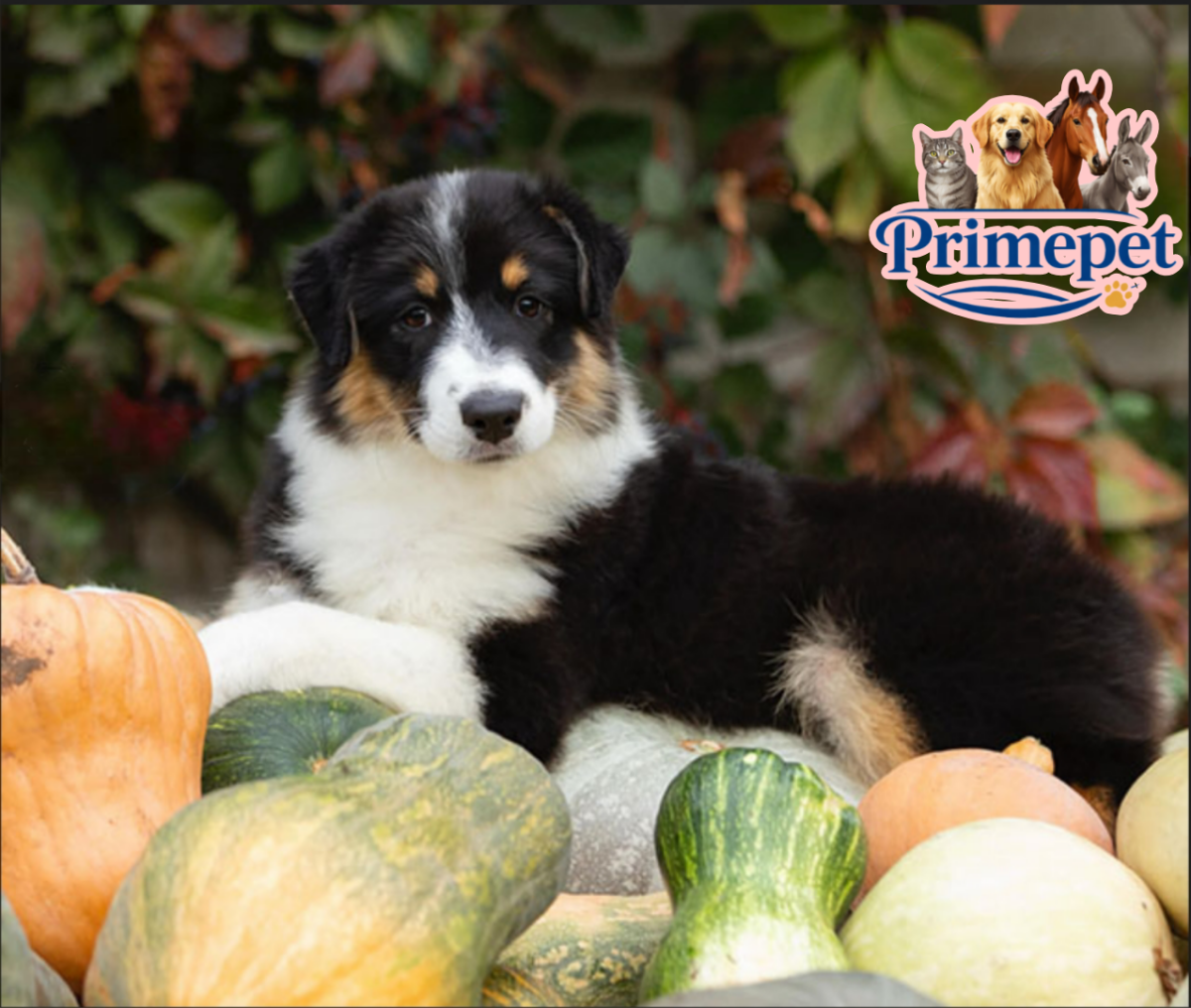 Australian Shepherd ( Female ) - Image 5