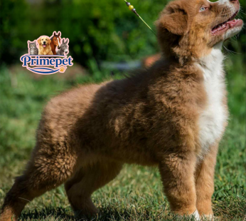 Australian Shepherd ( Male )