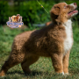 Australian Shepherd ( Male )