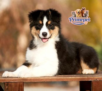 Australian Shepherd ( Female )