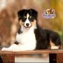 Australian Shepherd ( Female )