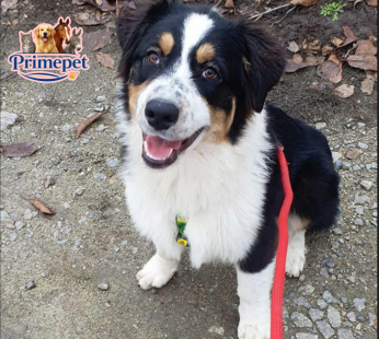 Australian Shepherd ( Female )