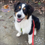 Australian Shepherd ( Female )