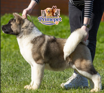 Male American Akita   ( Calvin )