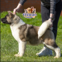 Male American Akita   ( Calvin )
