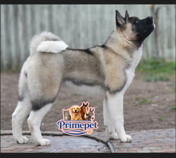 American Akita (Female)