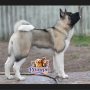 American Akita (Female)