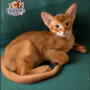 Coles is a charismatic Male Abyssinian kitten with a bright sorel color