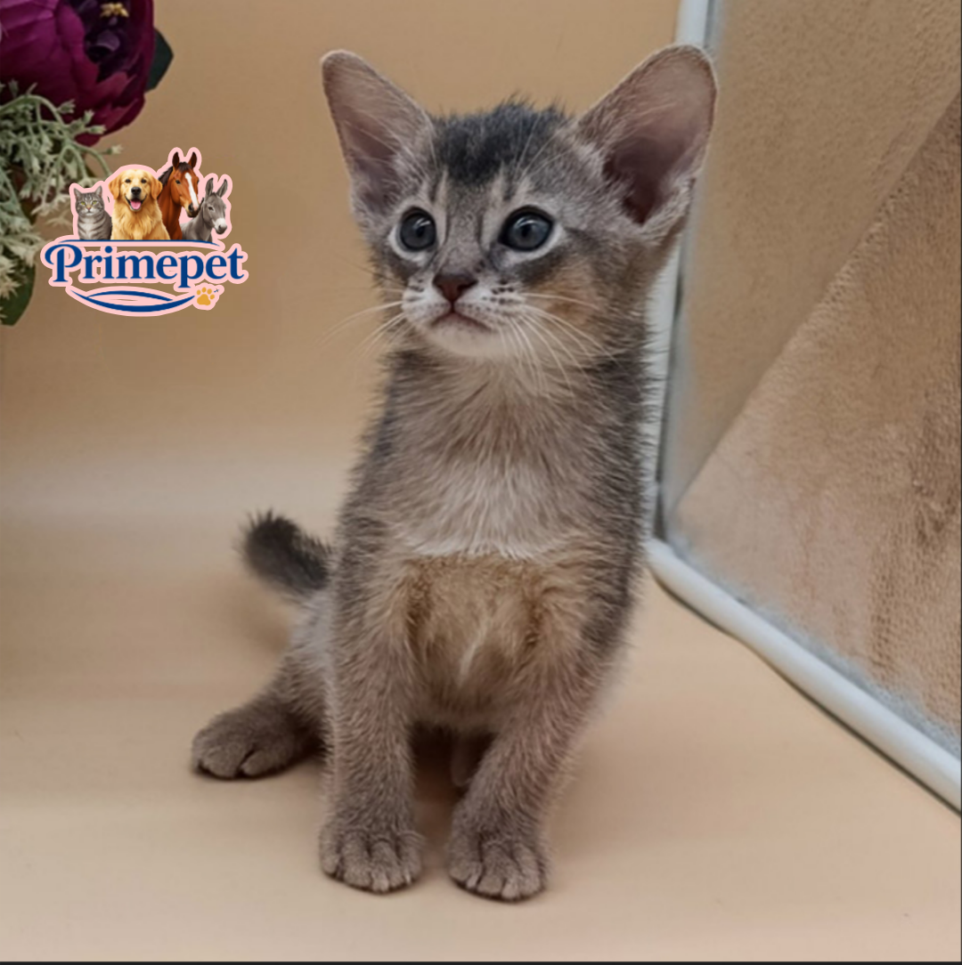 Christy is a cute Male Abyssinian cat in a blue coat - Image 2