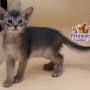 Christy is a cute Male Abyssinian cat in a blue coat