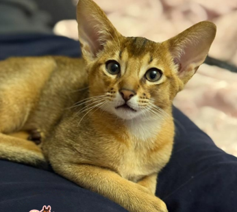 Yellie is a handsome Abyssinian cat with an extremely nice character ( Male )