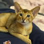 Yellie is a handsome Abyssinian cat with an extremely nice character ( Male )