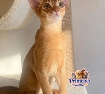 Jiny is a gentle Abyssinian Male Kitten purr in sorel color