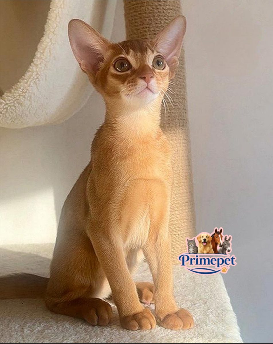 Jiny is a gentle Abyssinian Male Kitten purr in sorel color