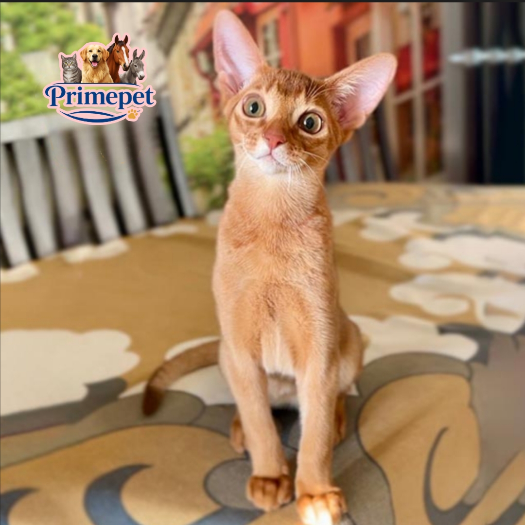 Jiny is a gentle Abyssinian Male Kitten purr in sorel color - Image 2