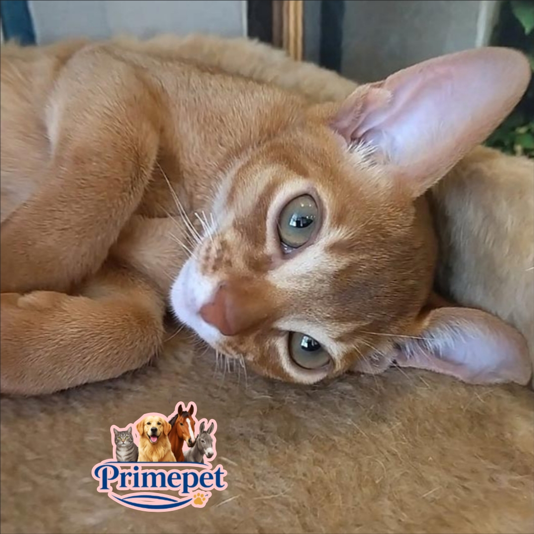 Jiny is a gentle Abyssinian Male Kitten purr in sorel color - Image 3