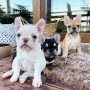 AKC French Bulldog puppies