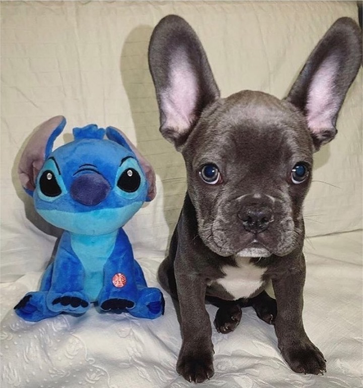 AKC French Bulldog puppies - Image 3