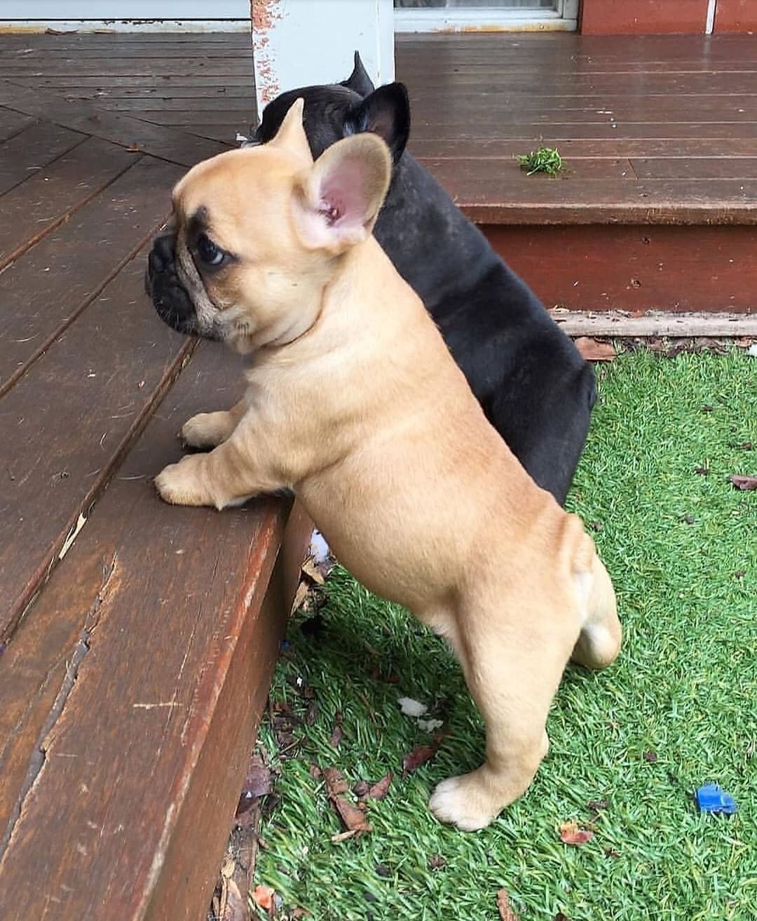 AKC French Bulldog puppies - Image 5