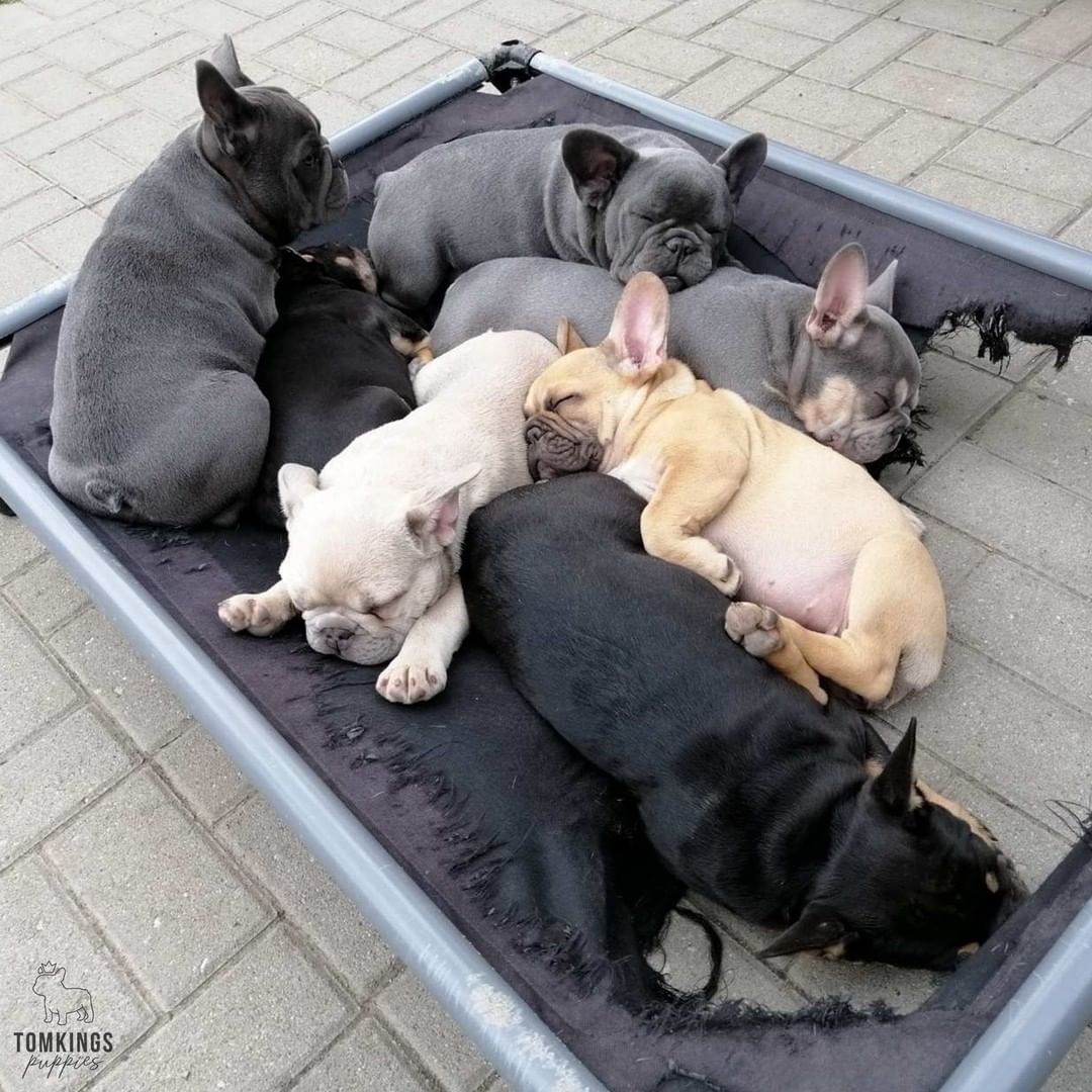 AKC French Bulldog puppies - Image 4