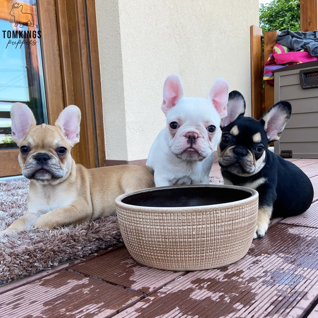 AKC French Bulldog puppies - Image 2