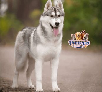 Siberian Husky ( Male )