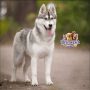 Siberian Husky ( Male )