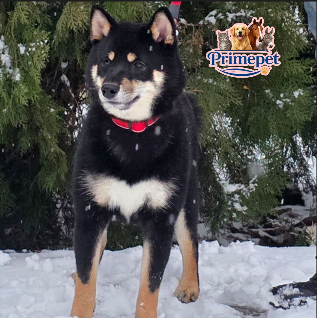 Shiba Inu ( Male ) - Image 3