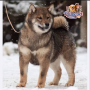 Shiba Inu  ( Male )