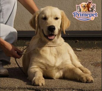 Golden Retriever ( Male )