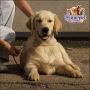 Golden Retriever ( Male )
