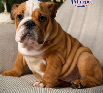English Bulldog ( Female )