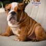 English Bulldog ( Female )