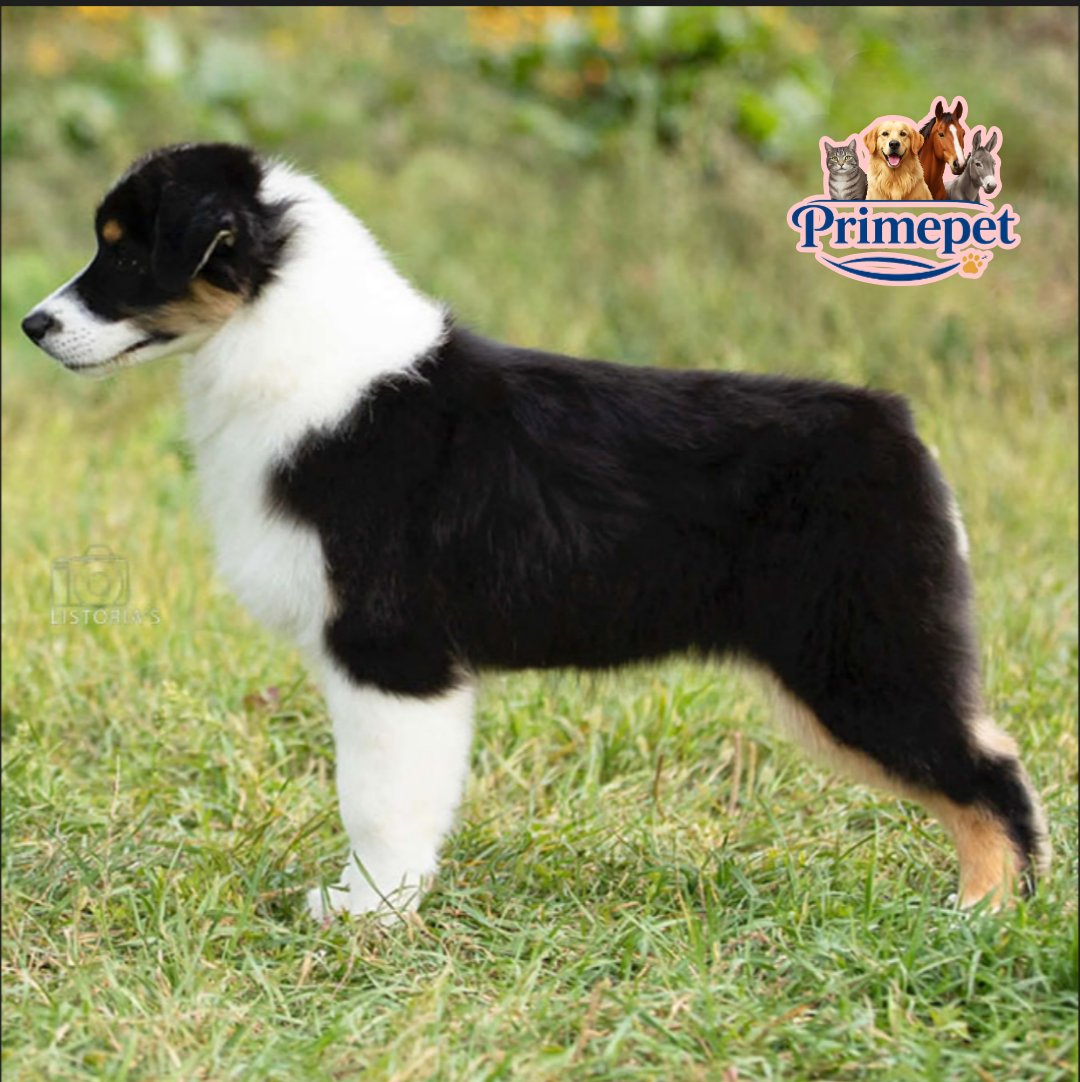 Australian Shepherd ( Female ) - Image 4