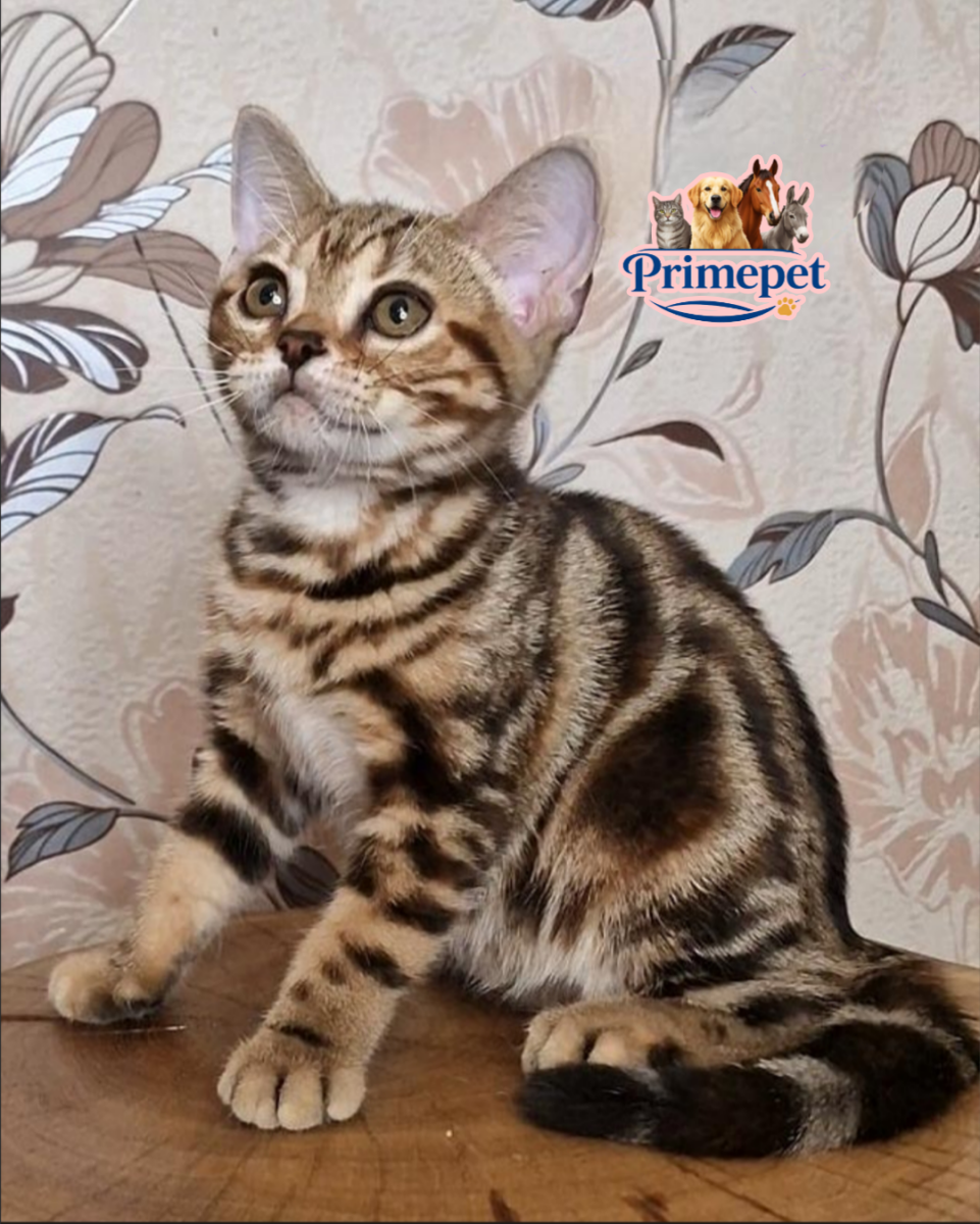 Cola is a cute Female American Shorthair cat in a luxurious coat - for breeding abroad - Image 2
