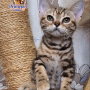 Cola is a cute Female American Shorthair cat in a luxurious coat - for breeding abroad