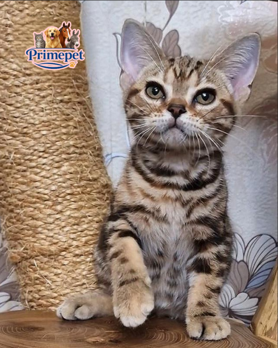 Cola is a cute Female American Shorthair cat in a luxurious coat - for breeding abroad