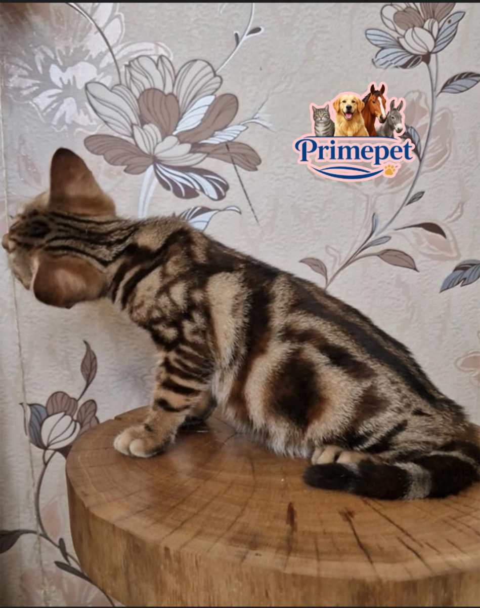 Cola is a cute Female American Shorthair cat in a luxurious coat - for breeding abroad - Image 3