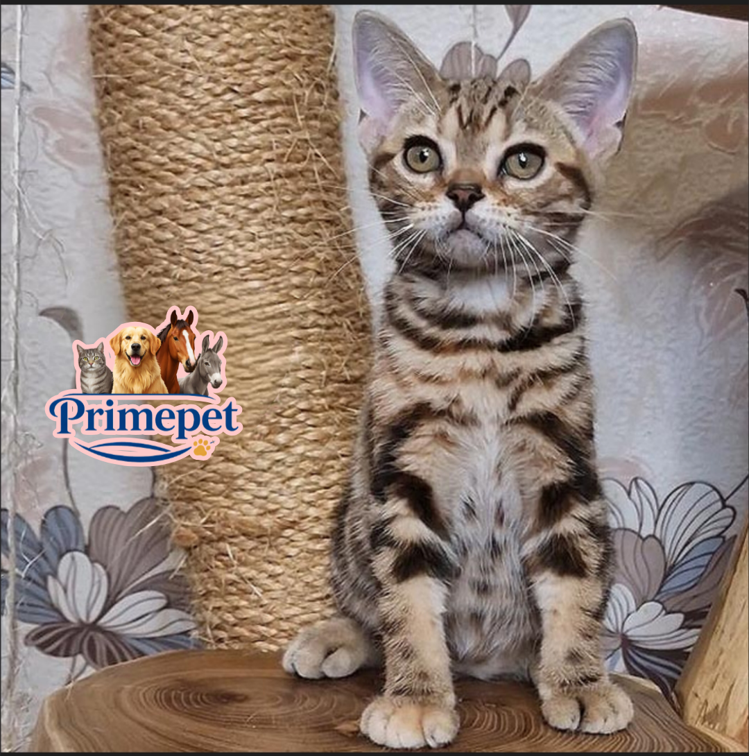 Cola is a cute Female American Shorthair cat in a luxurious coat - for breeding abroad - Image 4