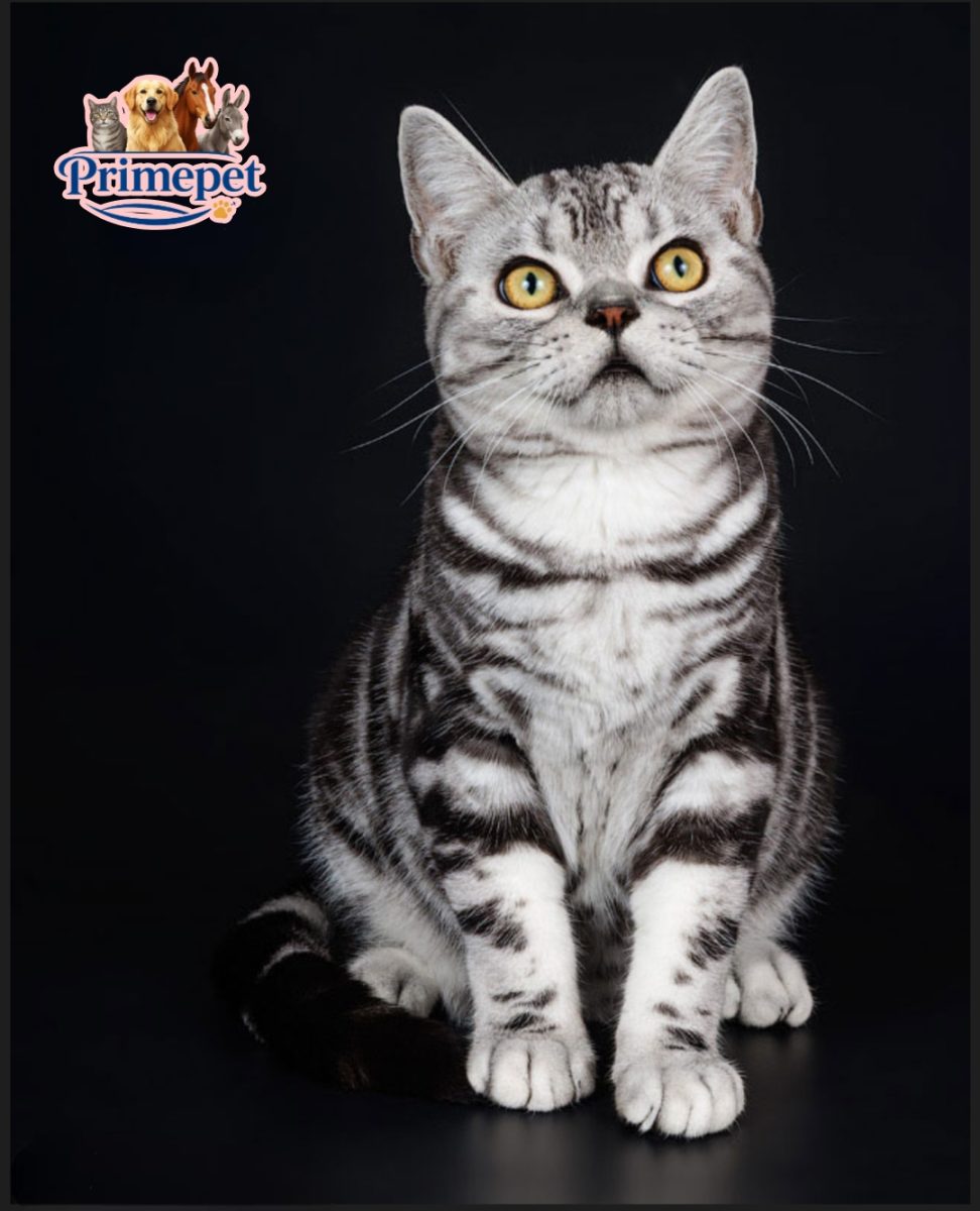 Male cute American Shorthair Leo - Image 2
