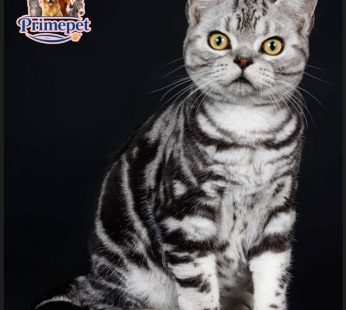 Male cute American Shorthair Leo