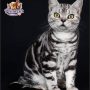 Male cute American Shorthair Leo