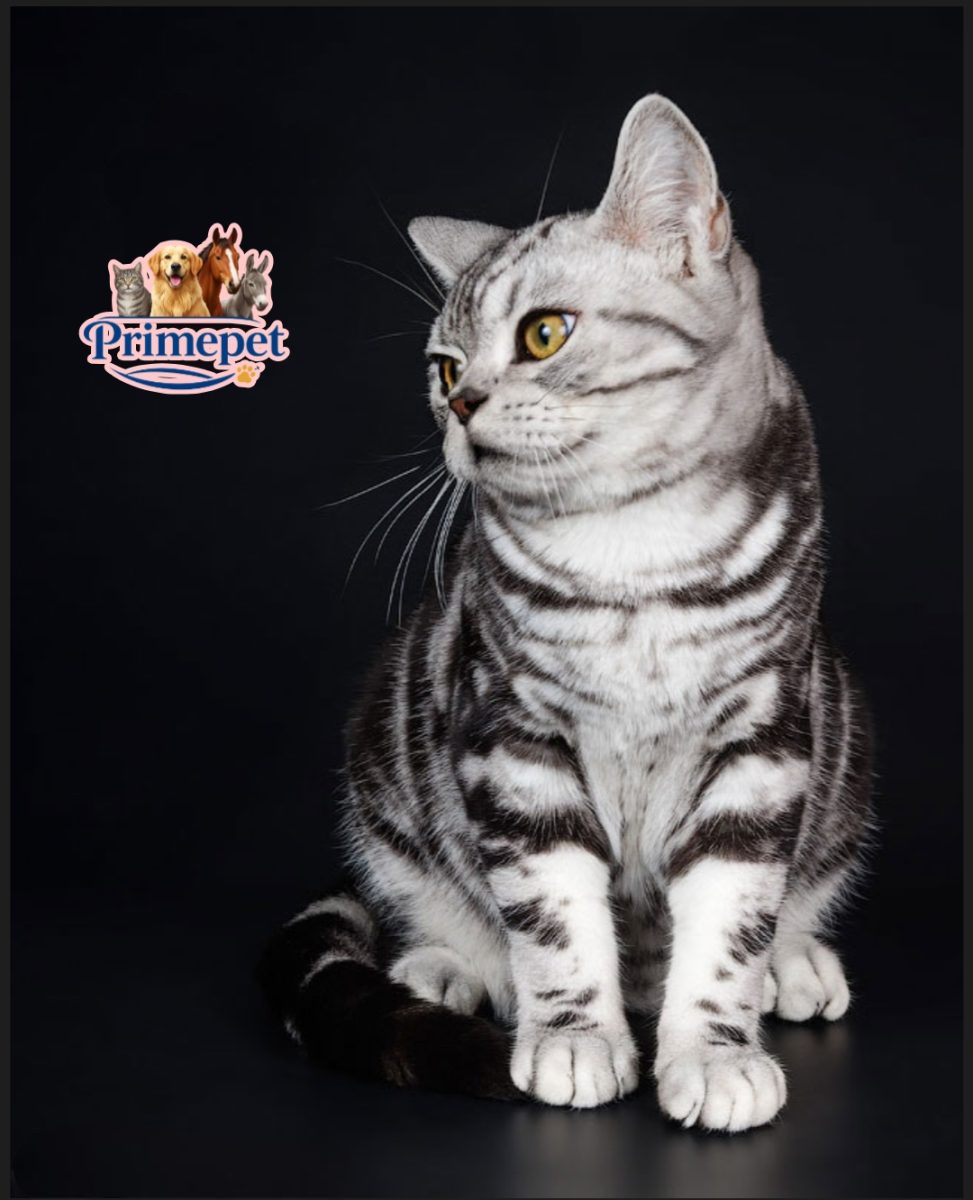 Male cute American Shorthair Leo - Image 3
