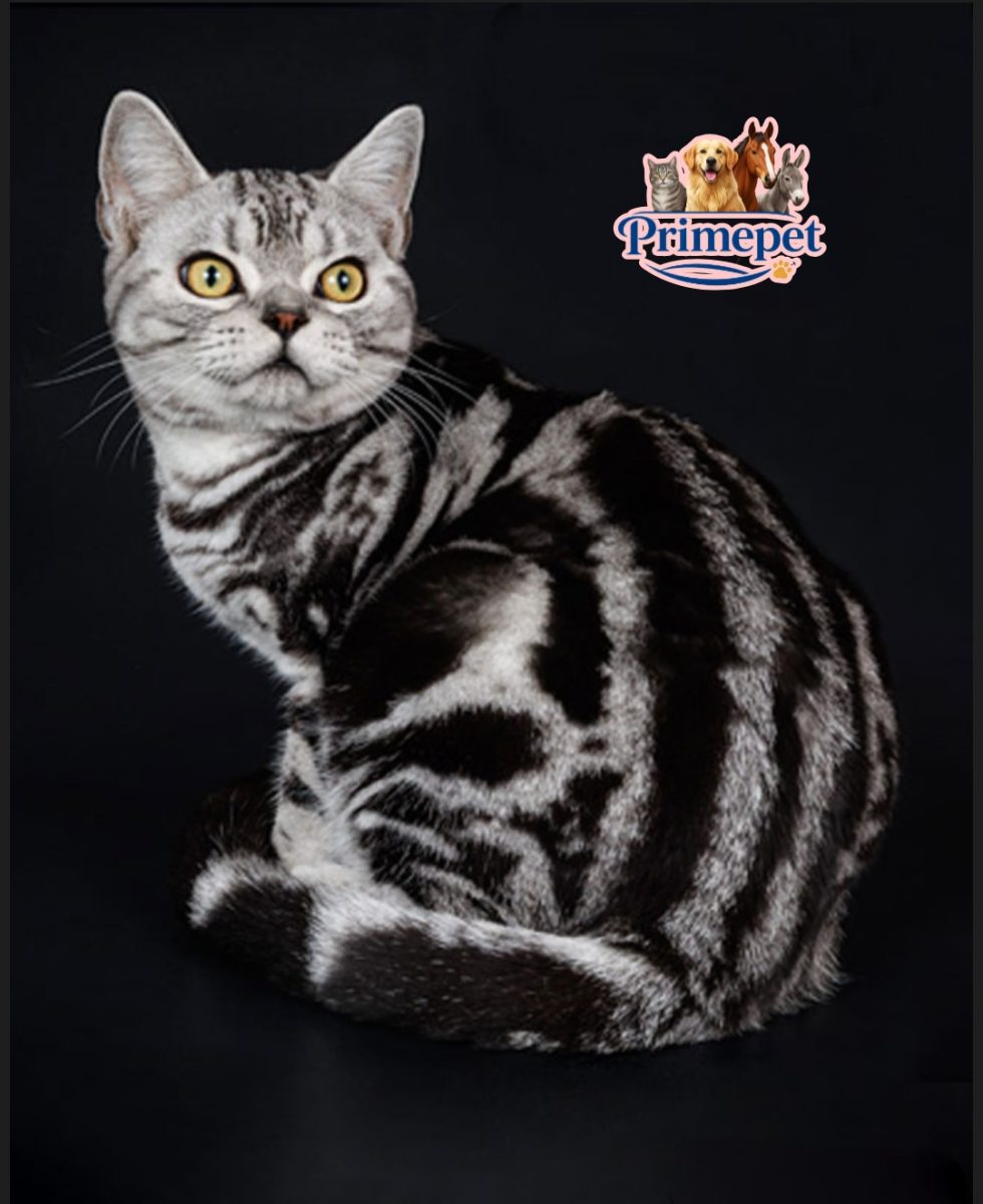 Male cute American Shorthair Leo - Image 4