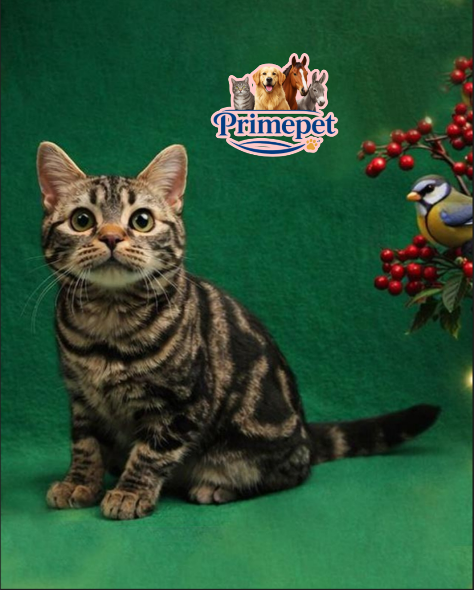 Dana is a cute and inquisitive Female American Shorthair cat - Image 2