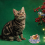 Dana is a cute and inquisitive Female American Shorthair cat