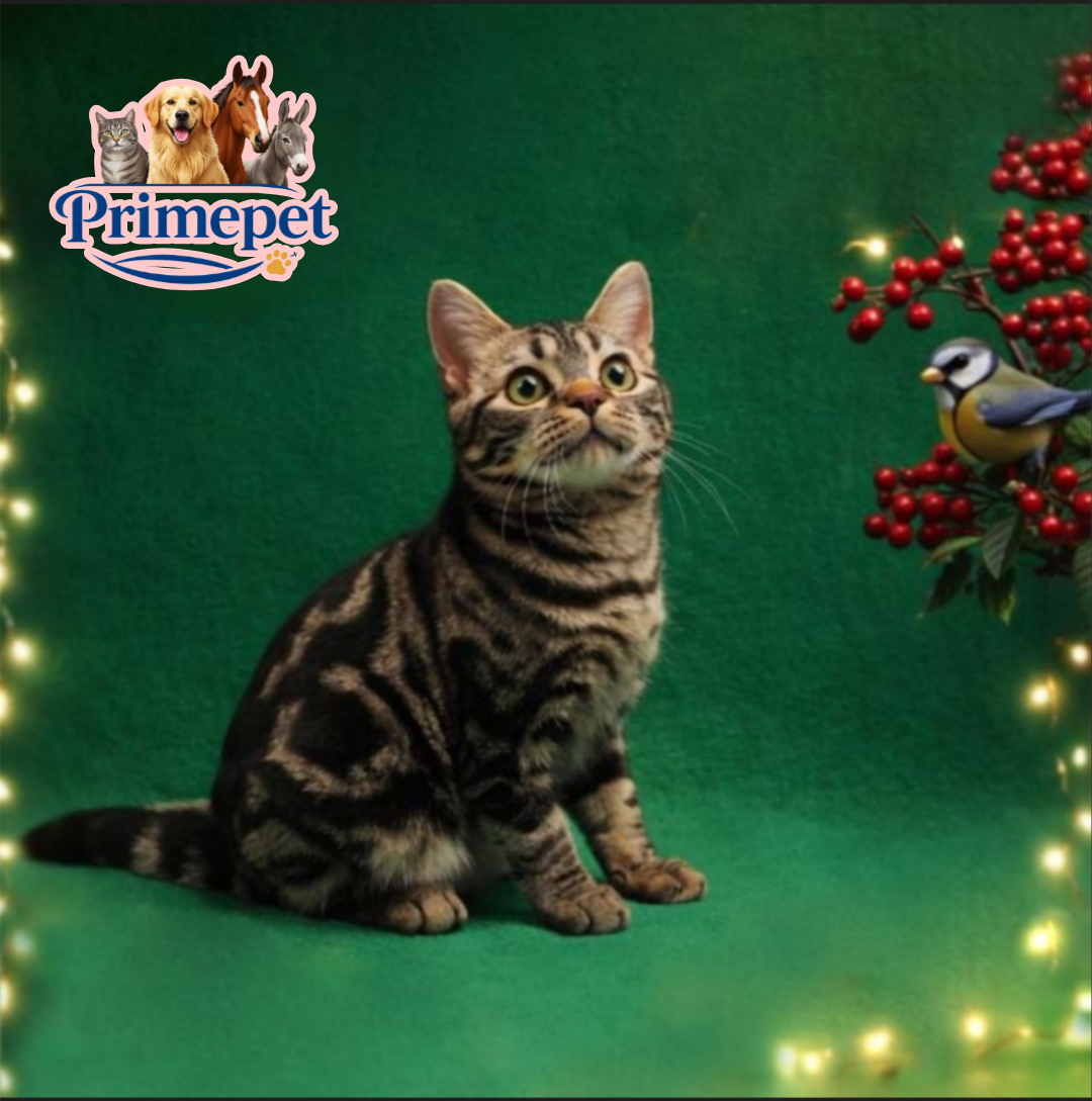 Dana is a cute and inquisitive Female American Shorthair cat - Image 3